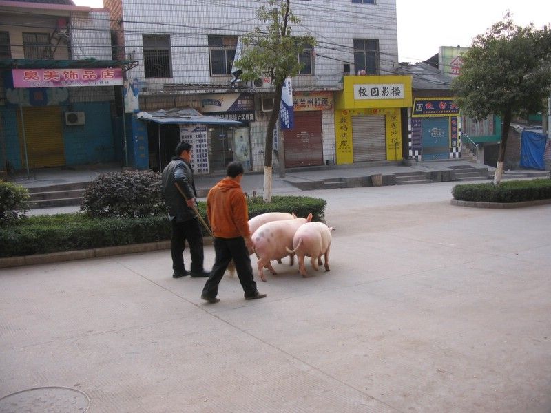 pigs.jpg