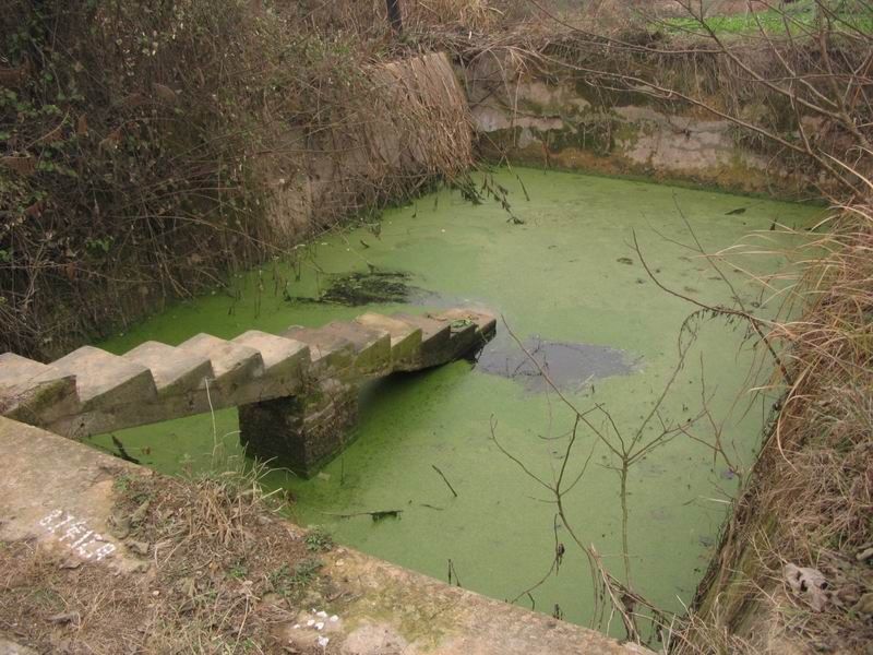 pond.jpg